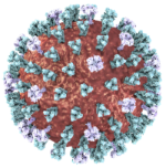 Measles Virus